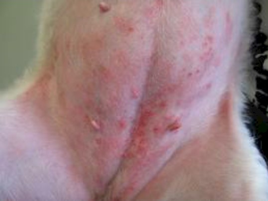 Canine pyoderma outlet treatment